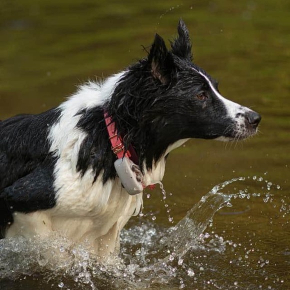 Tractive GPS dog tracker - Picture 2 of 2